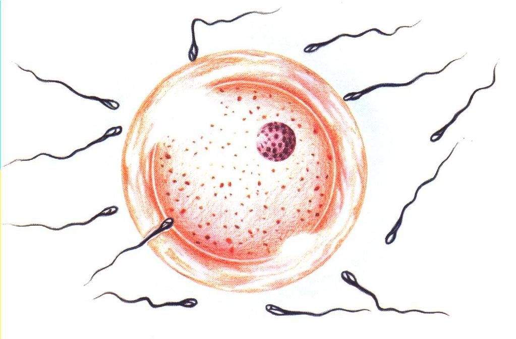 Gametas: células envolvidas na reprodução sexuada dos seres vivos. Ex.