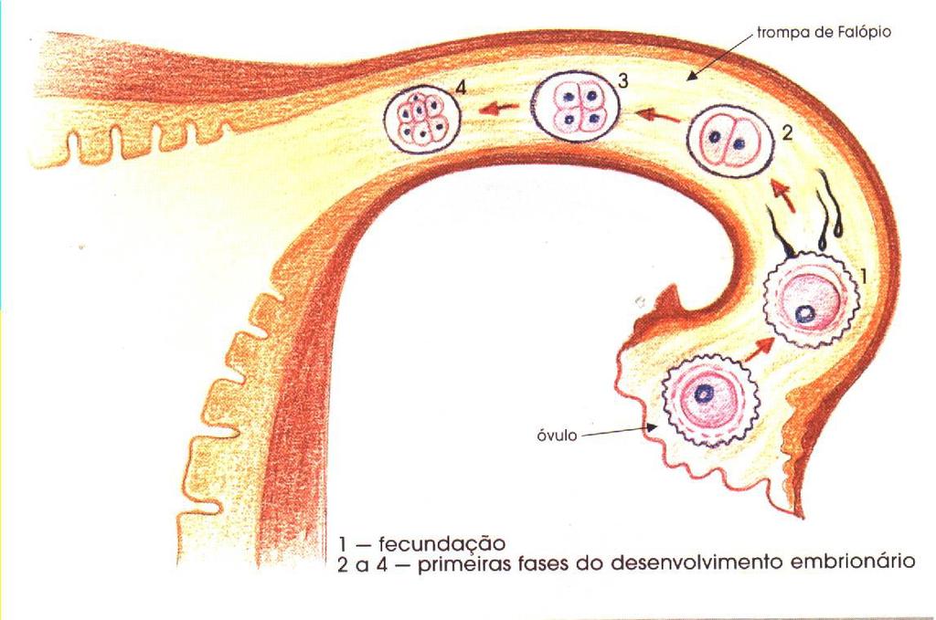 A união dos gametas (masculino + feminino) chama-se FECUNDAÇÃO. Após a fecundação, a nova célula formada dará origem ao embrião.