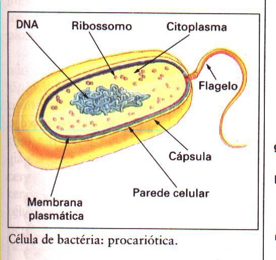 2) Quanto à ausência ou presença de núcleo: a) SERES PROCARIONTES: : não têm núcleo delimitado por membrana, ou