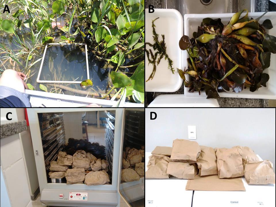 Figura 1 Coleta (A), triagem (B), secagem (C) e pesagem (D) das macrófitas aquáticas.