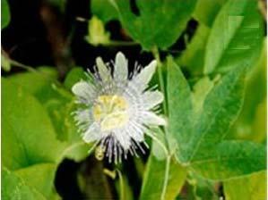 FIGURA 5 Maracujá de veado (Passiflora giberti)