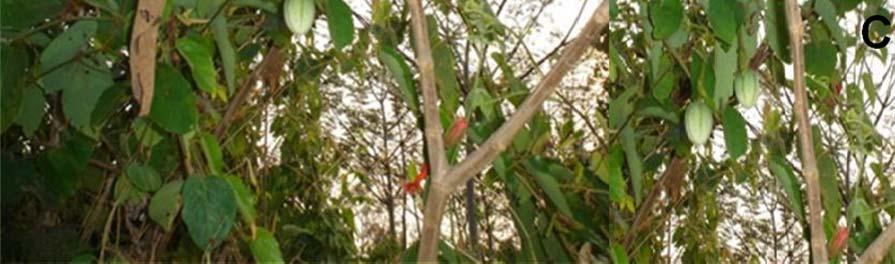 Figura 8 - Passiflora