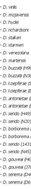 RESULTADOS D. satalkeri, D. starmeri e D. venezolana foram agrupadas em um mesmo clado, porém, com valor de bootstrap não significativo; D. martensis foi alocada como espécie irmã do cluster D.
