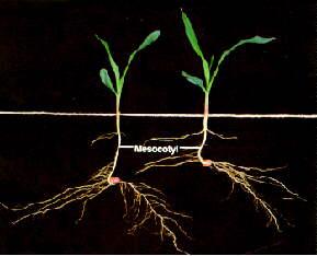 1 de 11 23/5/2011 15:03 Sumário Ecofisiologia Cultivo do Milho Embrapa Milho e Sorgo Sistemas de Produção, 2 ISSN 1679-012X Versão Eletrônica - 4 ª edição Set./2008 Paulo César Magalhães Frederico O.