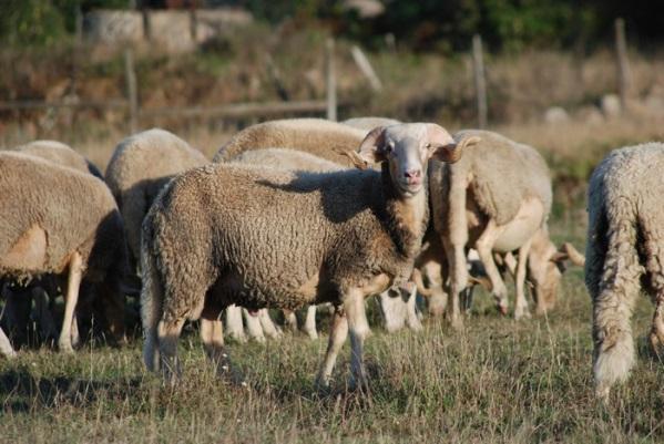 Serra da Estrela Rui Dinis Espécie: Ovinos 1 Classificação Oficial: Autóctone Risco de extinção: Não ameaçada Nome: Serra da Estrela Entidade Gestora do Livro Geneológico: Associação Nacional de