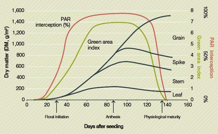 Evolution of green area index, photosynthetically active radiation (PAR) interception (%) and