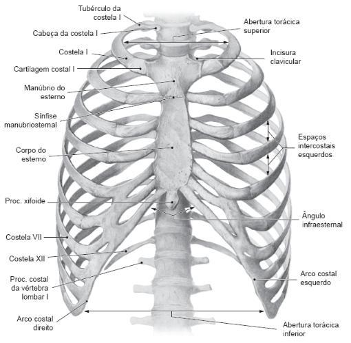Ossos da caixa torácica vértebras torácicas, costelas, cartilagens e esterno formam caixa protetora dos órgãos torácicos.