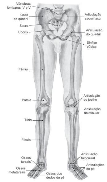 Ossos do membro inferior Ossos da pelve, coxa, perna e pé = esqueleto do membro inferior pelve (quadril, bacia ou cintura pélvica) distribui parte do peso corporal de maneira equitativa para as duas