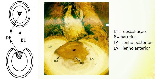 Barreira 2 reage com as células dos anéis de crescimento limitando a expansão nessa direção.
