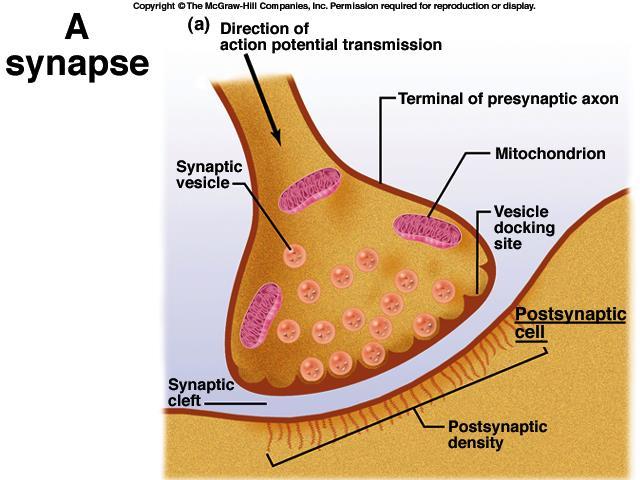 Sinápse Química Os terminais pré e póssinápticos são separados por um espaço de 10-20nm, chamado fenda sináptica.