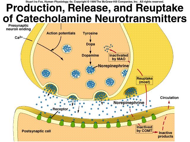 Princípios da Neurotransmissão Química a) mecanismo de síntese de neurotransmissores e empacotamento nas vesículas; b) mecanismo de liberação desse neurotransmissor