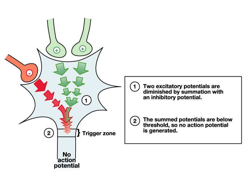 Somação Espacial Dois neurônios excitam o neurônios pós-sináptico e um neurônio inibe.