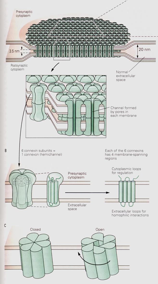 composto por 6 subunidades de proteínas idênticas