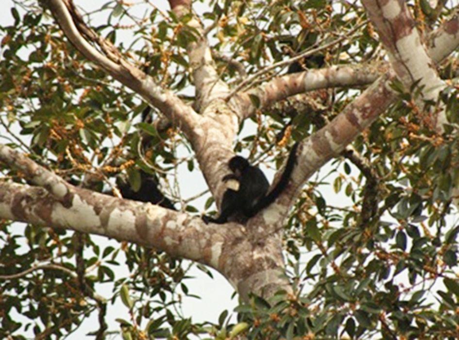 4.2.3 Espécies ameaçadas Foram registradas quatro espécies ameaçadas de extinção durante a sexta campanha: o macaco-aranha-da-cara-branca (Ateles marginatus) (EN) (Foto 24), a jaguatirica (Leopardus