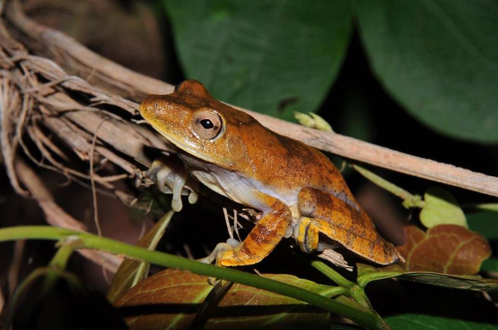 4.1.1.4 Registros não sistematizados Através do método de PALT foi registrada uma pequena população de Hypsiboas geographicus (Foto 3) vocalizando em corpo de água lótico.