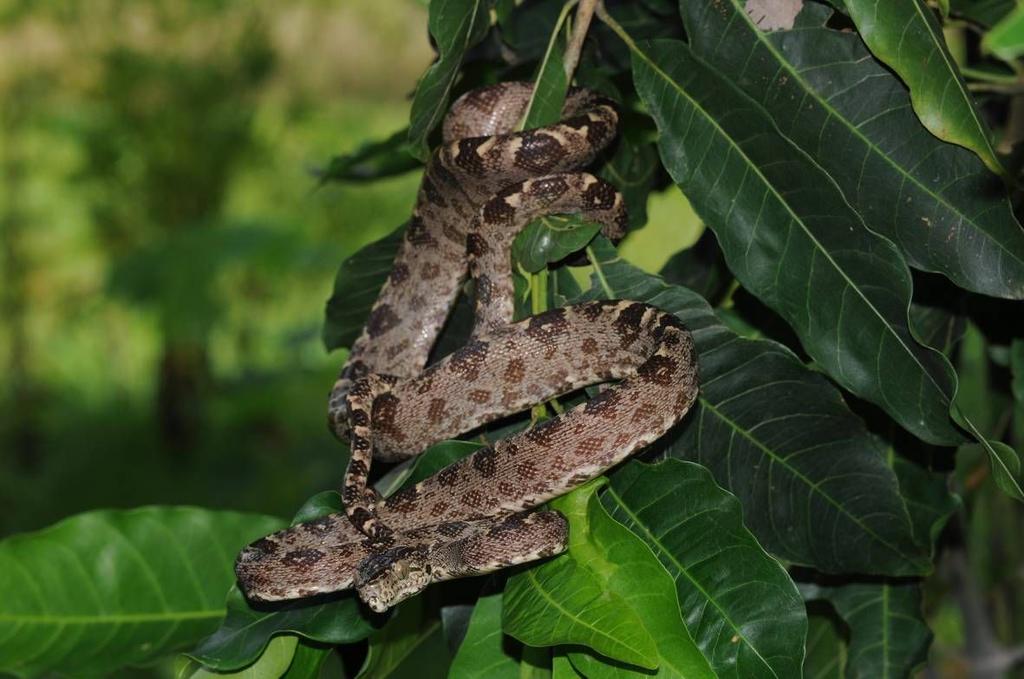 FOTO 5 ADULTO DE CORALLUS HORTULANUS REGISTRADO PELO MÉTODO DE PALT FONTE: RAFAEL L.