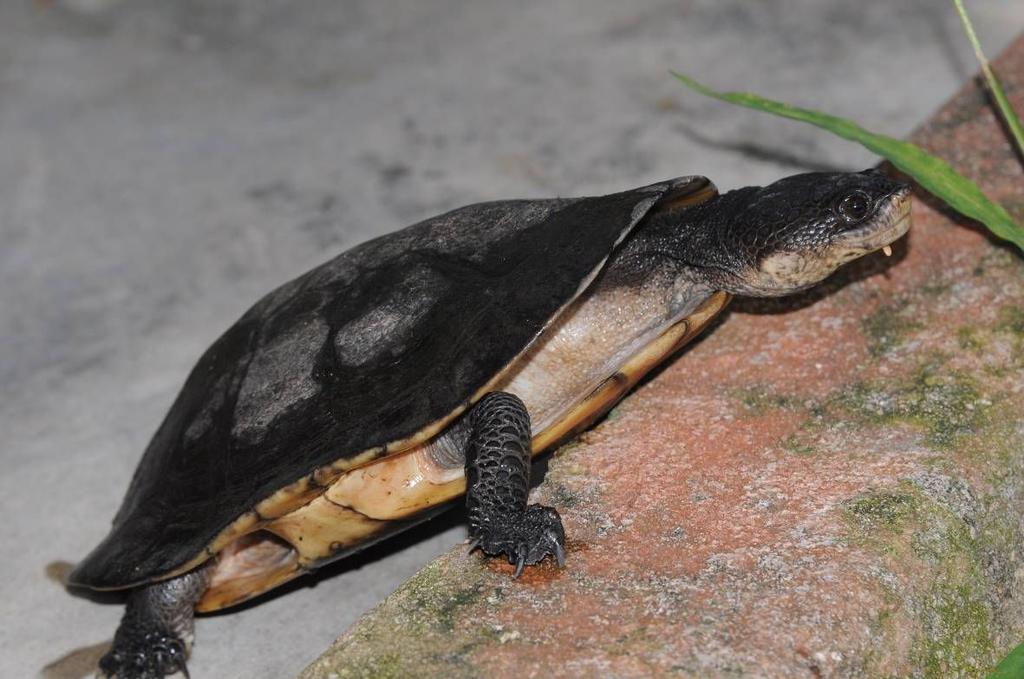 FOTO 8 EXEMPLAR DE PHRYNOPS SP. FOTOGRAFADO EM UMA ÁREA DE CERRADO NAS PROXIMIDADES DA UHE COLÍDER FONTE: RAFAEL L.