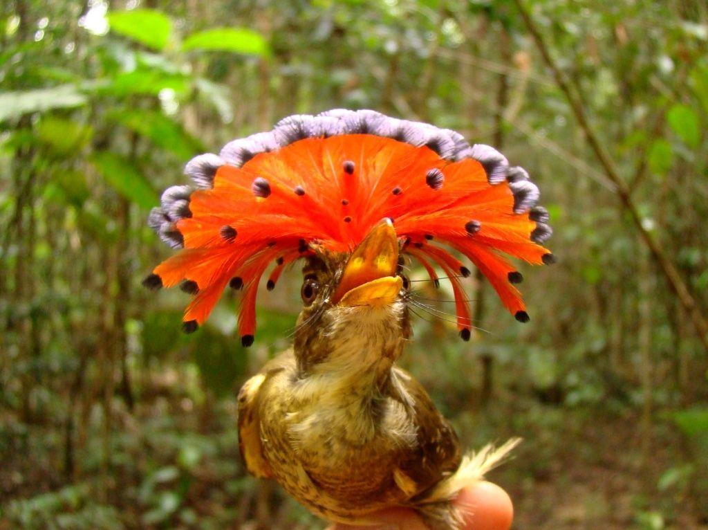 FOTO 10 MARIA-LEQUE (ONYCHORHYNCHUS CORONATUS) CAPTURADO E