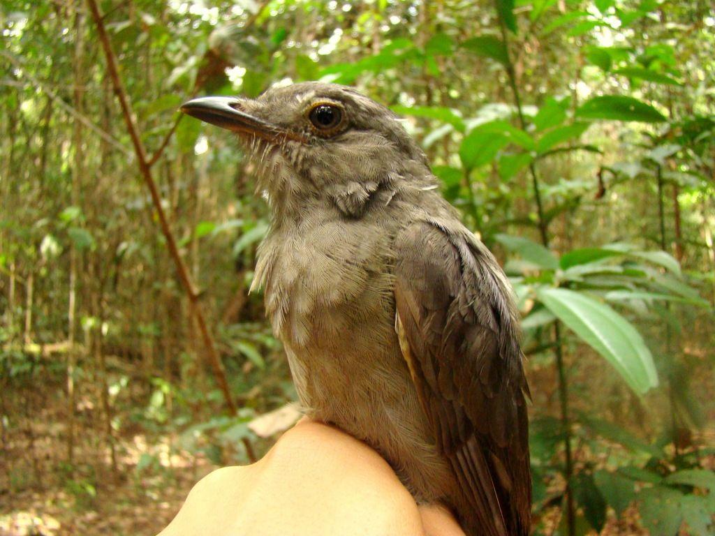 FOTO 13 CRI-CRIÓ OU BISCATEIRO (LIPAUGUS VOCIFERANS) ANILHADO NA ÁREA-CONTROLE.