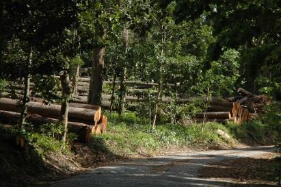 A Regras para o comércio da madeira Combater o abate ilegal e a desflorestação Plano de ação da UE Aplicação da Legislação, Governação e Comércio no Sector Florestal (2003) Regulamento (CE) n.