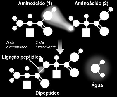 Desnaturação A temperatura alta ou um ph ácido pode desnaturar uma proteína.