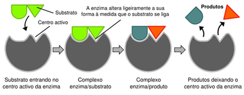 As enzimas são de origem proteica e são considerados Catalisadores, visto que aceleram reações químicas. Isso ocorre pela redução da energia de ativação. No entanto, não se modificam com a reação.