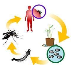 Transmissão Mosquito adulto Mosquito fêmea infectada A fêmea, depois do acasalamento, necessita de sangue para maturação dos ovos.