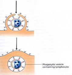 Absorção de imunoglobulinas (IgG) por