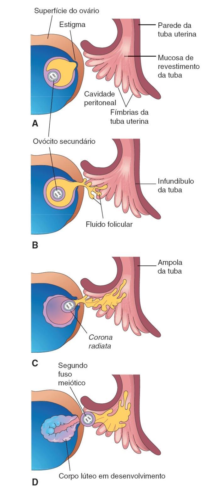 OVULAÇÃO Ruptura da parede do folículo Óvulo