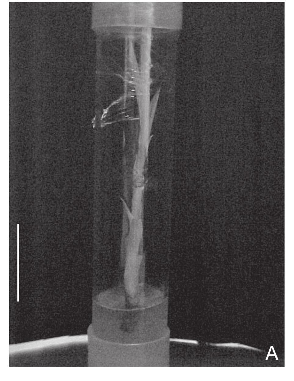 Multiplicação in vitro de abacaxi ornamental por estiolamento e regeneração de brotações Tabela 1.