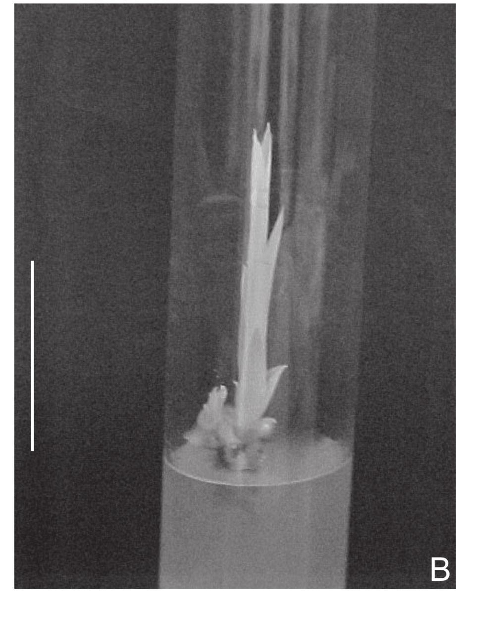 erectifolius, em diferentes tratamentos, aos 60 dias no escuro (number of etiolated shoot/explant and node/shoot, internode and shoot length and total number of node/explant of ornamental pineapple