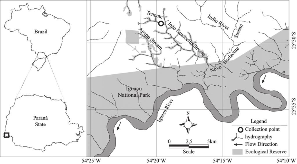 Aquino et al.: Euastrum in a subtropical stream 3 4. Semicells pyramidal with one undulation between the apical and basal lobes...... E. croasdaleae var. croasdaleae* 4.