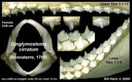 de dentes em forma de esteira