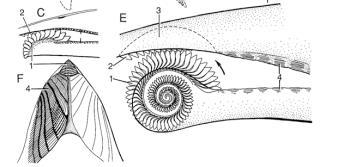 Helicoprion Hipótese mais antiga sobre posição da espiral de dentes em Helicoprion