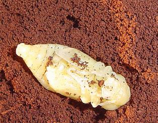 Pupa de