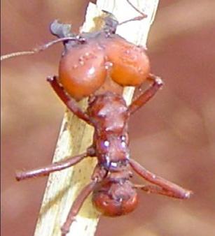 PRAGAS FORMIGAS CORTADEIRAS As formigas cortadeiras, principalmente as saúvas, são importantes pragas de cana-deaçúcar, causando perdas de 3 toneladas de cana (sauveiro adulto) a cada ano, além de