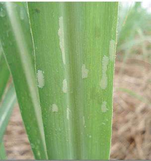 PRAGAS BROCA DA CANA Diatraea