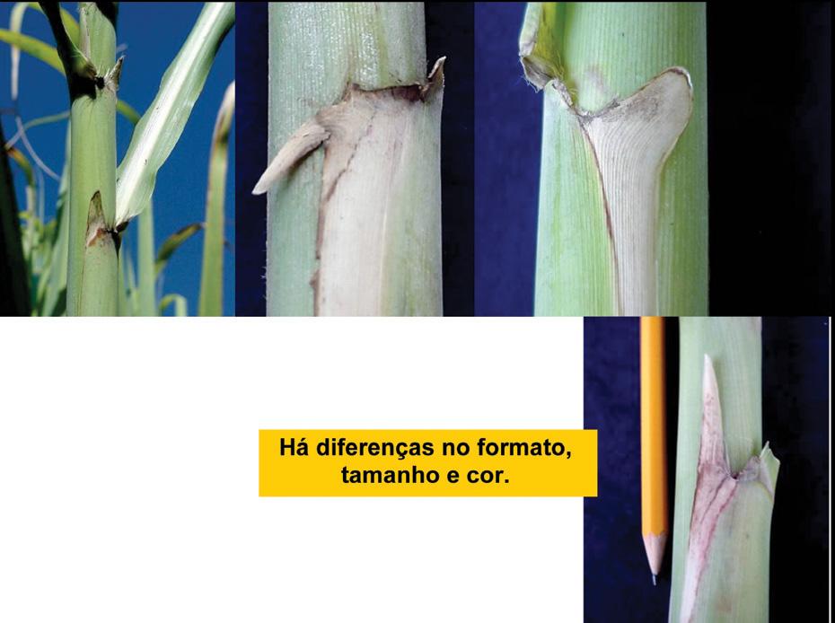 MORFOLOGIA AURÍCULA Junto ao dewlap está a aurícula, que pode estar presente ou ausente no palmito. Possui tamanho, formato, coloração e distribuição distintos.