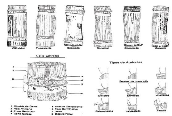 TIPOS DE ENTRENÓS, AURÍCULAS