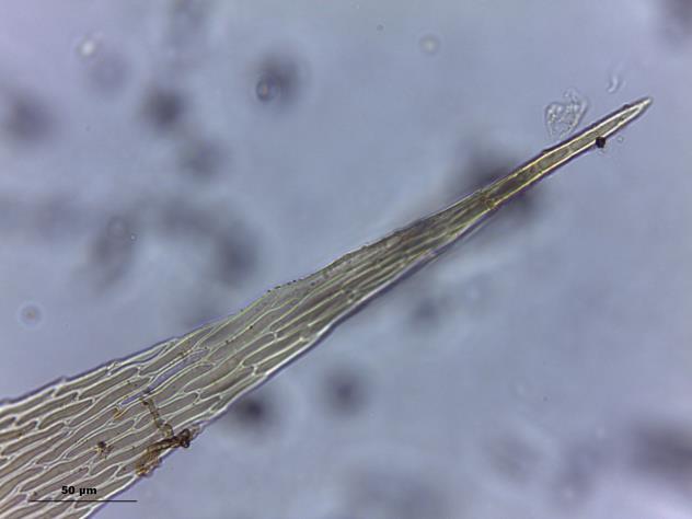 aspecto do gametófito seco,