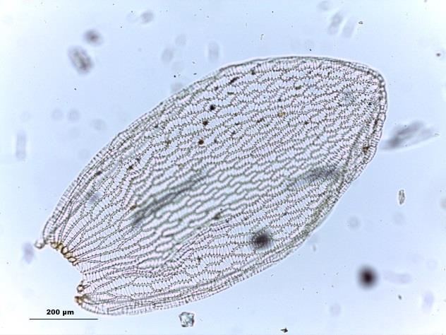 Fig. 47. Sphagnum submedium Warnst. A.