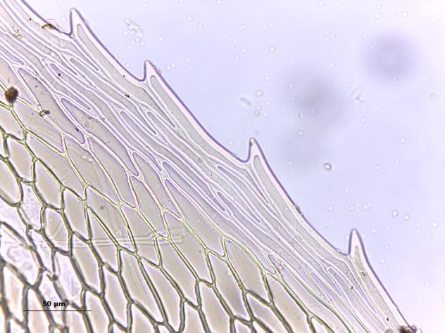 A. aspecto do gametófito seco. B.