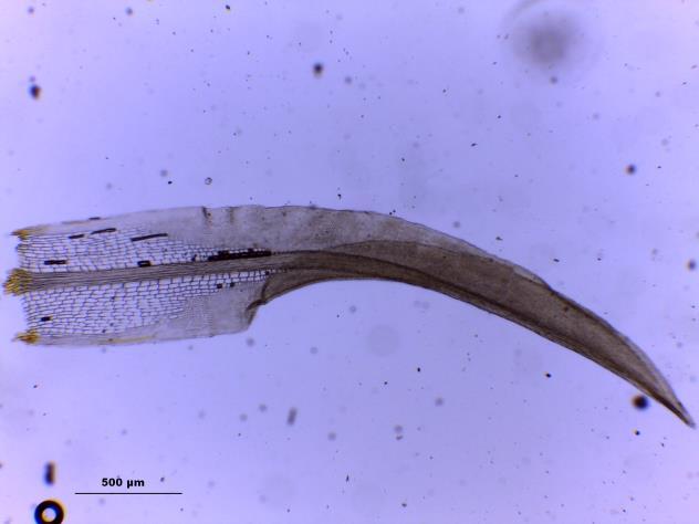 F Fig. 12. Syrrhopodon parasiticus (Sw.