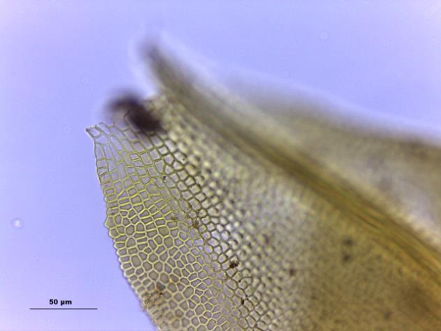 aspecto do gametófito seco, seta: filídios curvos. B.