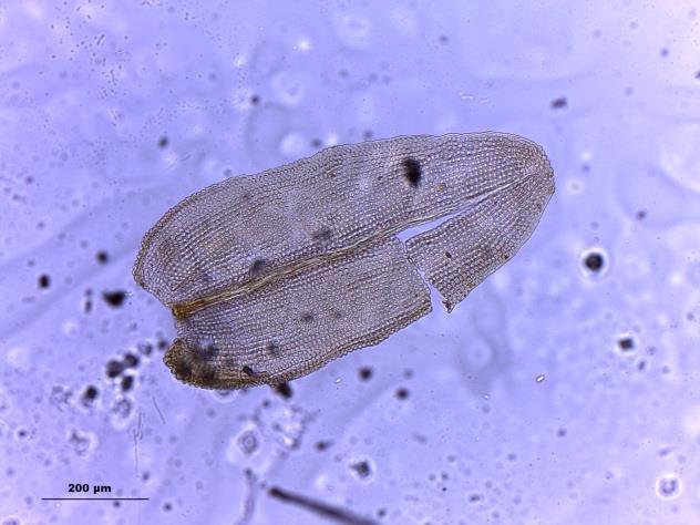 Helicophyllum torquatum (Hook.) Brid. A.