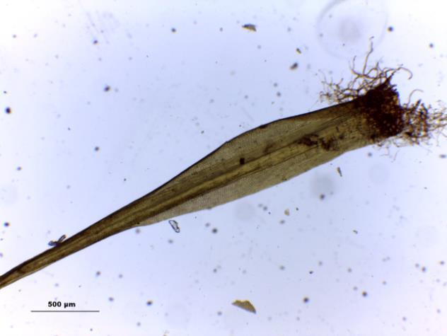 aspecto do gametófito seco. B.