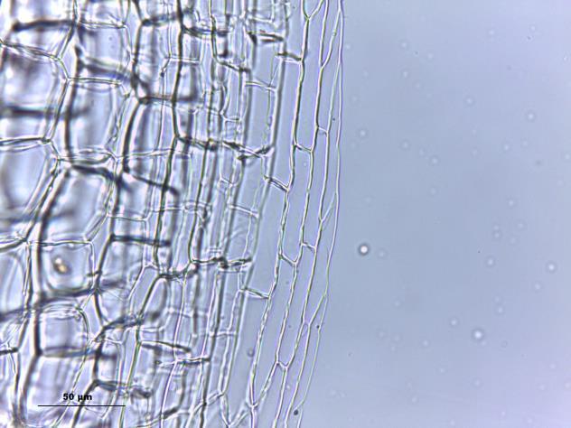 aspecto do gametófito seco, seta: filídios crispados. B.