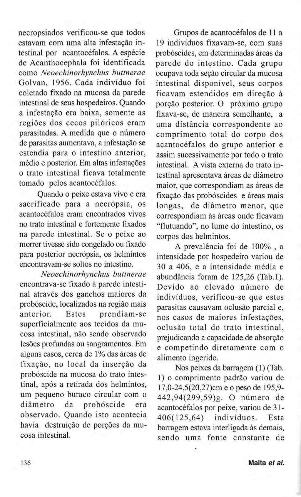 necropsiados verificou-se que todos estavam com uma alta infestação intestinal por acantocéfalos. A espécie de Acanthocephala foi identificada como Neoechinorhynchus buttnerae Golvan, 1956.