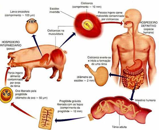 Hospedeiro definitivo (Ocorre a reprodução sexuada do parasita). Ex.: Solitária (Taenia solium) PLANTAS PARASITAS.
