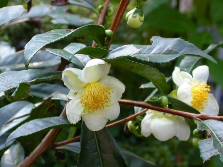 Camellia sinensis Camellia sinensis é uma espécie da família Theaceae, popularmente conhecida como chá e chá-da-índia.